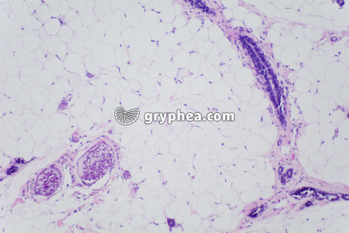 Glande mammaire au repos x40 - gryphea.com